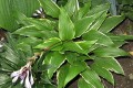Hosta „Dragon Warrior”
