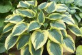 Hosta „Autumn Frost”