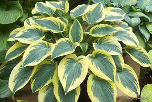 Hosta „Autumn Frost”
