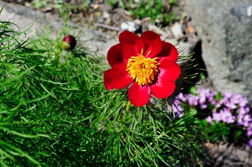 Paeonia tenuifolia