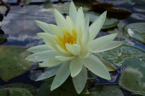 Nymphaea „Sunrise”