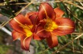 Hemerocallis „Bogumił”