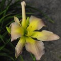 Hemerocallis „Dancing Summerbird”