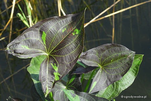 Sagittaria australis „Benni”