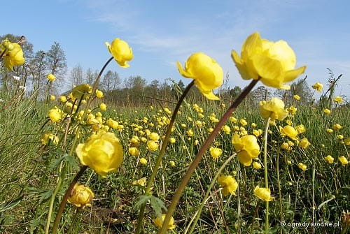 Trollius europaeus