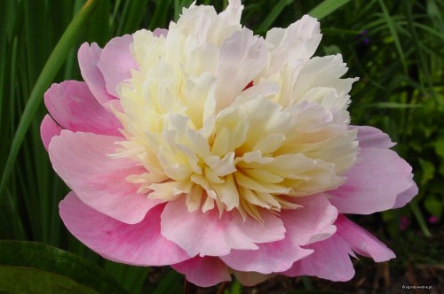 Paeonia lactiflora „Sorbet”