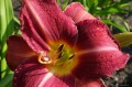 Hemerocallis „Warta”