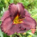 Hemerocallis "Black Stockings" fot. KG
