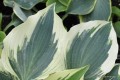 Hosta „Great Escape”