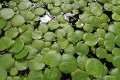 Limnobium spongia