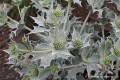 Eryngium maritimum