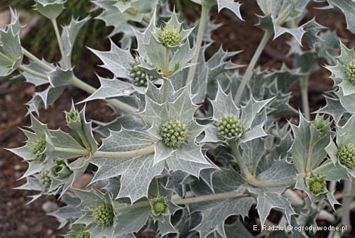 Eryngium maritimum