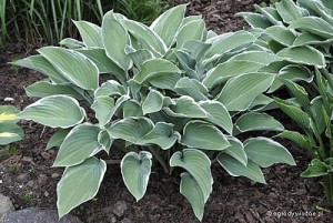 Hosta „Barbara Ann” - funkia