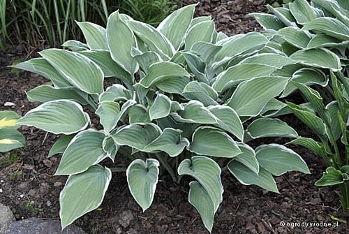 Hosta „Barbara Ann”