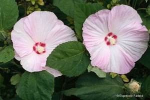 Hibiscus palustris - hibiskus bagienny