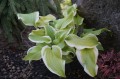 Hosta ''Sweetie''