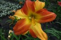 Hemerocallis „Mozaika”