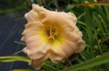 Hemerocallis "Magic Lace"