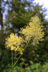 Thalictrum lucidum - rutewka wąskolistna
