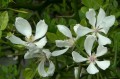 Poncirus trifoliata