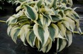 Hosta "Autumn Frost"