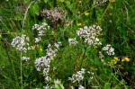 Valeriana officinalis - kozłek lekarski