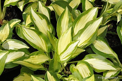 Hosta „Sitting Pretty”