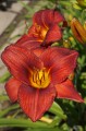 Hemerocallis „Jan Paweł II”
