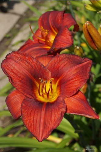 Hemerocallis „Jan Paweł II”