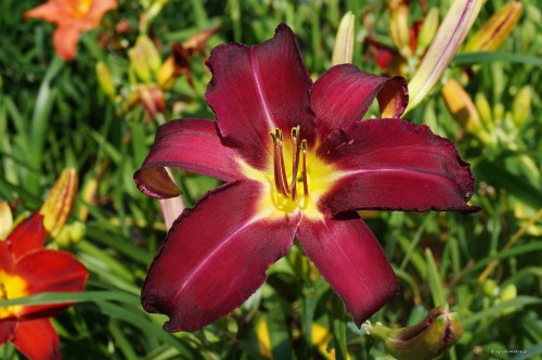 Hemerocallis „Son of Kwas”