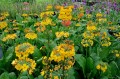 Primula bulleyana