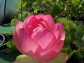 Nelumbo „Mrs. Perry Slocum”
