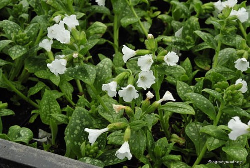 Pulmonaria „Sissinghurst White”