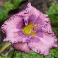 Hemerocallis "Lavender Blue Baby" fot. KG
