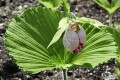 Cypripedium formosanum