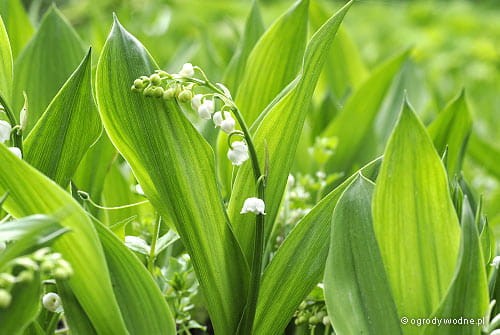 Convallaria majalis „Doreen”