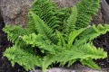 Polystichum setiferum „Plumosum Densum”