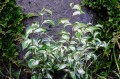 Disporum cantoniense „Moonlight”