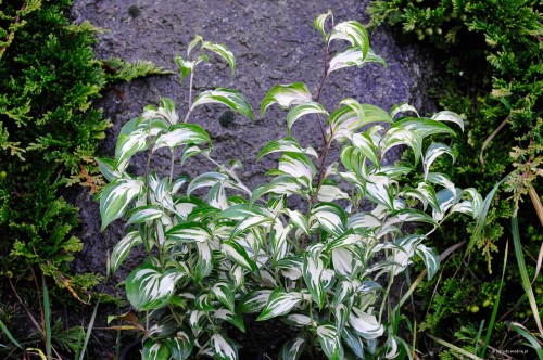 Disporum cantoniense „Moonlight”