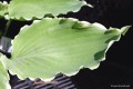 Hosta „Lakeside Breaking News”