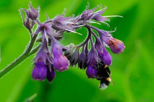 Symphytum officinale - żywokost lekarski