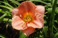 Hemerocallis "Beyond Belief"