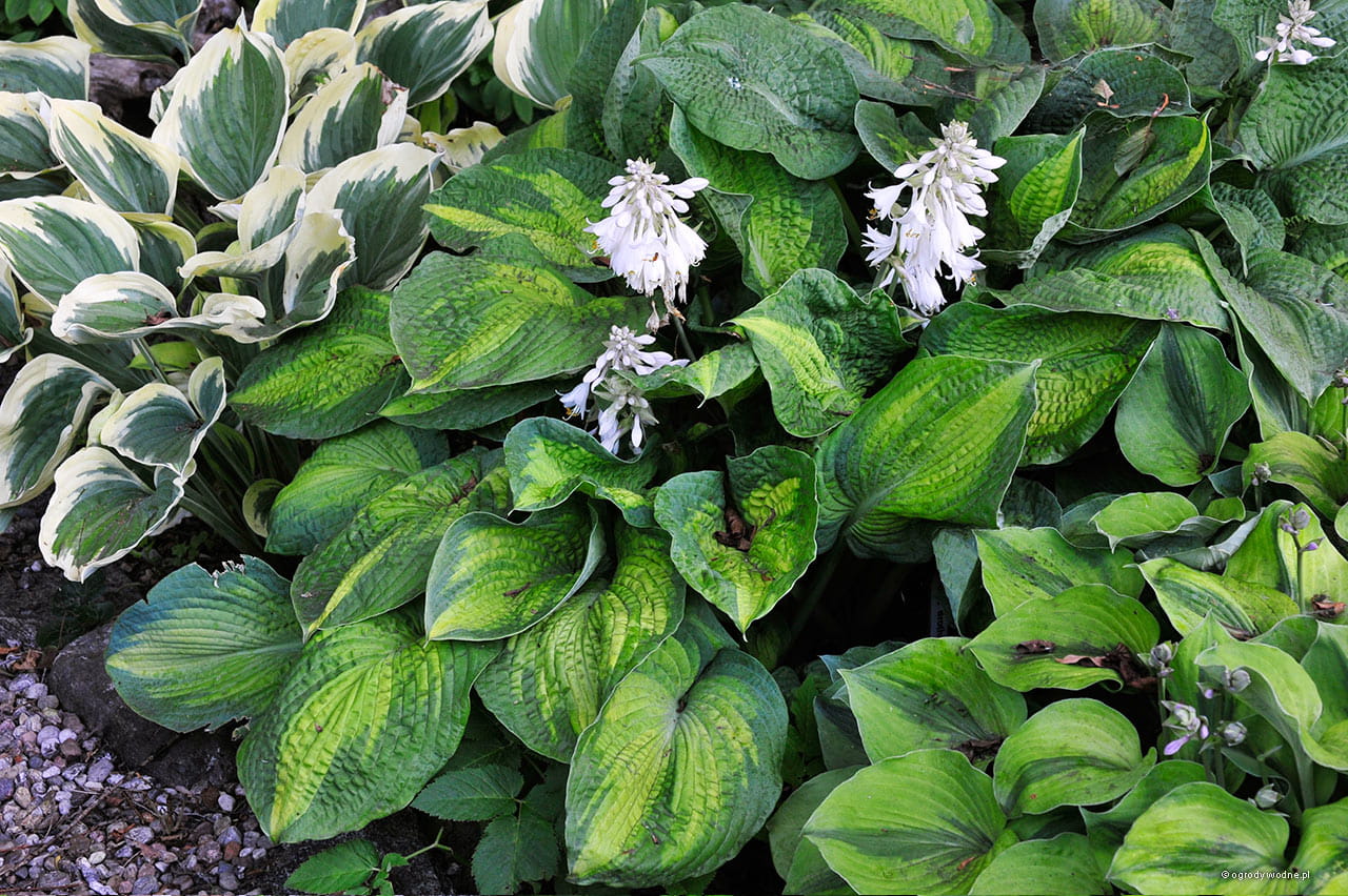 Hosta „Brother Stefan” - funkia | Sadzawka.pl